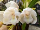 Cymbidium hybrid orchid flowers, white and yellow flowers, grown outdoors in Pacifica, California
