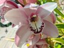 Cymbidium hybrid orchid flower, pink white maroon and yellow flower, grown outdoors in Pacifica, California