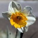 Yellow and white daffodil, Narcissus, jonquil, grown outdoors in Pacifica, California