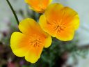Eschscholzia californica, California poppy, yellow and orange flowers, grown outdoors in Pacifica, California