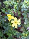 Jasminum parkeri, Dwarf Jasmine, small yellow flowers and small green leaves, grown outdoors in Pacifica, California