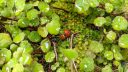 Ladybugs in Fuchsia procumbens plant with moss, ladybirds, outdoors in Pacifica, California