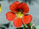 Nasturtium flower, reddish orange flower, grown outdoors in Pacifica, California