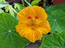 Nasturtium flower and leaves, orange and red flower, grown outdoors in Pacifica, California
