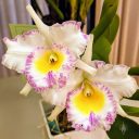 Brassolaeliocattleya Mahina Yahiro 'Julie', Cattleya orchid hybrid flowers, white pink and yellow flowers with frilly lips, Peninsula Orchid Society Mother's Day Show 2022, San Mateo, California
