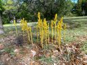 Corallorhiza orchid, Coralroot flowers and buds, yellow flowers and buds, flower spikes emerging from ground, growing wild in Austin, Texas
