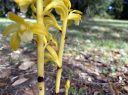 Corallorhiza orchid, Coralroot flowers and buds, yellow flowers and buds, growing wild in Austin, Texas