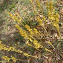 Corallorhiza orchid, Coralroot flowers and buds, yellow flowers and buds, flower spikes emerging from ground, growing wild in Austin, Texas