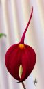 Masdevallia coccinea 'Leywood' AM/AOS, orchid hybrid flower, pleurothallid, large deep red flower, Peninsula Orchid Society Mother's Day Show, San Mateo, California