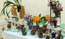 Orchid display with Cymbidium, Sarcochilus, Cattleya and more, Peninsula Orchid Society Mother's Day Show 2022, San Mateo, California
