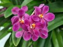 Sarcochilus (Kulnura Vibrance x Kulnura Dazzel) 'Woodside' CCM/AOS, orchid hybrid flowers, purple flowers, Peninsula Orchid Society Mother's Day Show, San Mateo, California