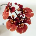 Tolumnia Helmut Rohrl 'Red Hots' x 'Mega', orchid hybrid flowers, equitant oncidium, Peninsula Orchid Society Mother's Day Show 2022, San Mateo, California