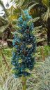 Puya alpestris, Chilean Rock Bromeliad, Sapphire Tower, tall flower spike with metallic blue flowers with orange pollen, San Francisco Botanical Garden, Strybing Arboretum, Golden Gate Park, San Francisco, California