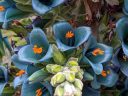 Puya alpestris, Chilean Rock Bromeliad, Sapphire Tower, metallic blue flowers with orange pollen, San Francisco Botanical Garden, Strybing Arboretum, Golden Gate Park, San Francisco, California