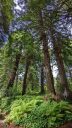 Redwood grove, redwood trees and ferns, San Francisco Botanical Garden, Strybing Arboretum, Golden Gate Park, San Francisco, California