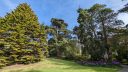 Strybing Arboretum, large trees, San Francisco Botanical Garden, Strybing Arboretum, Golden Gate Park, San Francisco, California