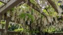 White wisteria flowers hanging in a wooden arbor, San Francisco Botanical Garden, Strybing Arboretum, Golden Gate Park, San Francisco, California