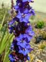 Aristea major, blue flowers with yellow pollen, South African iris relative, growing outdoors in Pacifica, California