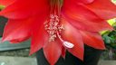 Epiphyllum cactus flower, close-up of lower half of flower, large bright red flower, growing outdoors in Pacifica, California