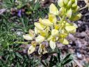 Lupinus arboreus, Coastal Bush Lupine and bumblebee, Yellow Bush Lupine, Tree Lupine, yellow flowers, Pacifica, California