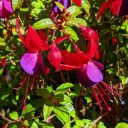 Purple and red fuchsia flowers and buds, growing outdoors in Pacifica, California