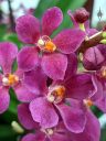 Sarcochilus (Kulnura Vibrance x Kulnura Dazzel) 'Woodside' CCM/AOS, purple and orange flowers, orchid hybrid flowers, Peninsula Orchid Society Mother's Day Show, San Mateo, California