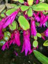 Holiday cactus flowers, christmas cactus, easter cactus, bright pink flowers, red edging variegation on leaves, growing outdoors in Pacifica, California