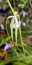 Brassavola cucullata, orchid species flower with long white tapering petals and fringed lip, Orchids in the Park 2022, Hall of Flowers, Golden Gate Park, San Francisco, California