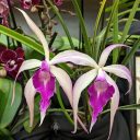 Brassavola orchid hybrid flowers, purple and white flowers, Orchids in the Park 2022, Hall of Flowers, Golden Gate Park, San Francisco, California