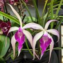 Brassavola orchid hybrid flowers, purple and white flowers, Orchids in the Park 2022, Hall of Flowers, Golden Gate Park, San Francisco, California