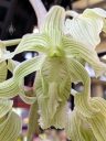 Clowesia russelliana, orchid species flowers, white flowers with green stripes, Orchids in the Park 2022, Hall of Flowers, Golden Gate Park, San Francisco, California