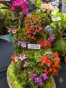Dendrobium cuthbertsonii, orchid species flowers, miniature orchids mounted on a piece of wood with moss, orange white and bright pink flowers, Orchids in the Park 2022, Hall of Flowers, Golden Gate Park, San Francisco, California