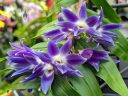 Dendrobium victoriae-reginae 'Royal Blue' AM/AOS x 'Blues Brothers' AM/AOS, orchid species flowers, blue and white flowers, Orchids in the Park 2022, Hall of Flowers, Golden Gate Park, San Francisco, California
