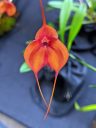 Masdevallia orchid flower, orange and red flower, Orchids in the Park 2022, Hall of Flowers, Golden Gate Park, San Francisco, California