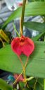 Masdevallia orchid flower, red and orange flower, Orchids in the Park 2022, Hall of Flowers, Golden Gate Park, San Francisco, California