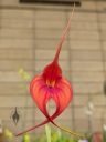 Masdevallia orchid flower, orangish red and purple flower, pleurothallid, Orchids in the Park 2022, Hall of Flowers, Golden Gate Park, San Francisco, California