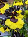 Oncidium hybrid orchid flower, Dancing Lady Orchid, yellow and purplish-black flower, Orchids in the Park 2022, Hall of Flowers, Golden Gate Park, San Francisco, California