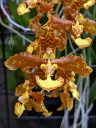 Oncidium stacyi, AKA Trichocentrum stacyi, orchid species flowers, Orchids in the Park 2022, Hall of Flowers, Golden Gate Park, San Francisco, California