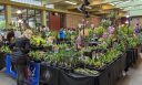 Plant sales area, Orchids in the Park 2022, Hall of Flowers, Golden Gate Park, San Francisco, California