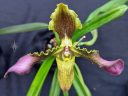Paphiopedilum hirsutissimum, Lady Slipper, Paph, orchid species flower, flower with twisted ruffled petals, Orchids in the Park 2022, Hall of Flowers, Golden Gate Park, San Francisco, California