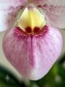 Phragmipedium schlimii, Lady Slipper orchid species flower, close-up of flower lip, flower pouch, Phrag, pink red yellow and white flower, fuzzy flower, grown indoors in Pacifica, California