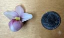 Phragmipedium schlimii, Lady Slipper orchid species flower next to a US quarter for size comparison, Phrag, pink red yellow and white flower, fuzzy flower, grown indoors in Pacifica, California