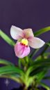 Phragmipedium schlimii, Lady Slipper orchid species flower and leaves, Phrag, pink red yellow and white flower, fuzzy flower, grown indoors in Pacifica, California