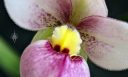 Phragmipedium schlimii, Lady Slipper orchid species flower, Phrag, flower close up, pink red yellow and white flower, fuzzy flower, grown indoors in Pacifica, California