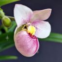 Phragmipedium schlimii, Lady Slipper orchid species flower, Phrag, side view of flower, pink red yellow and white flower, fuzzy flower, grown indoors in Pacifica, California