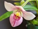 Phragmipedium schlimii, Lady Slipper orchid species flower, Phrag, pink red yellow and white flower, fuzzy flower, grown indoors in Pacifica, California