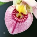 Phragmipedium schlimii, Lady Slipper orchid species flower, close-up of flower lip from above, flower pouch, Phrag, pink red yellow and white flower, fuzzy flower, grown indoors in Pacifica, California