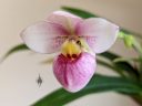 Phragmipedium schlimii, Lady Slipper orchid species flower, Phrag, pink red yellow and white flower, fuzzy flower, grown indoors in Pacifica, California