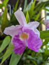 Sobralia Veitchii, orchid hybrid flower, large purple and white flower, Orchids in the Park 2022, Hall of Flowers, Golden Gate Park, San Francisco, California