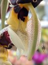 Stanhopea assidensis, orchid species flower, close-up of strange flower lip, Orchids in the Park 2022, Hall of Flowers, Golden Gate Park, San Francisco, California